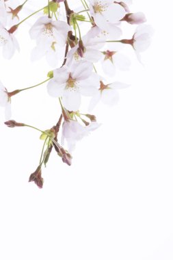 Renkli bahar çiçekleri güneş ışığında çiçek açıyor 