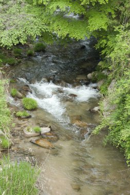 ormandaki küçük kaba Nehri
