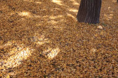 Sarı akçaağaç yaprakları parkta