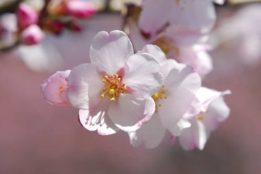 Güzel çiçekler, yakın görüş, doğa konsepti.