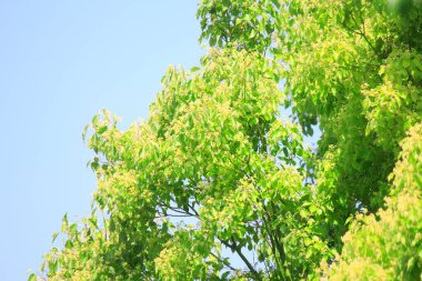 Yaz gününde yeşil yapraklar