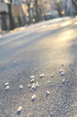Düşen kiraz yaprakları asfaltta çiçek açar.