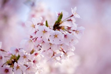 Ağaçlarda açan güzel bahar çiçekleri