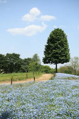 Bahçedeki güzel çiçekler
