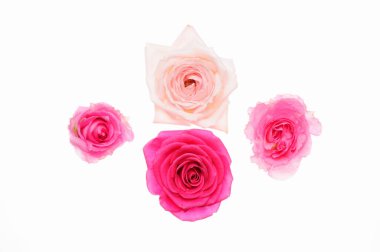 Beyaz arkaplanda izole edilmiş pembe güller 