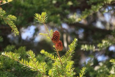 Güneşli parkta yeşil dallı çam kozalakları      