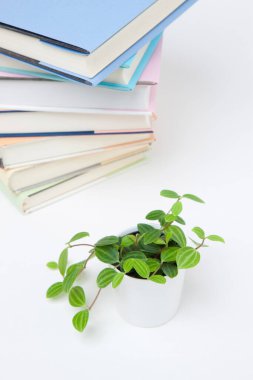 Renkli kapaklı ve saksılı bir yığın kitap.