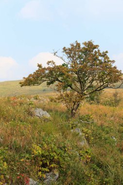 Tarlada bir ağaç olan sonbahar manzarası 