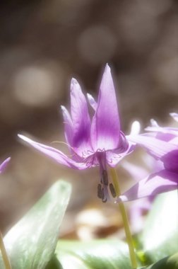 Mor çiçekler, yaklaşın.