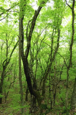 Baharda güzel yeşil orman