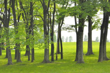 Şehirdeki güzel yeşil park