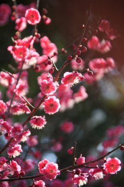 Güzel çiçekler, yakın görüş, doğa konsepti.