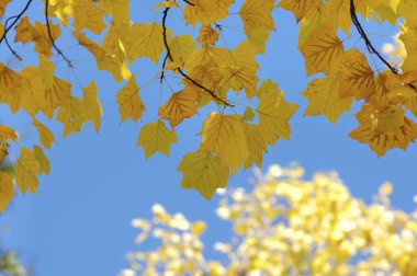 Akçaağacın altın yaprakları