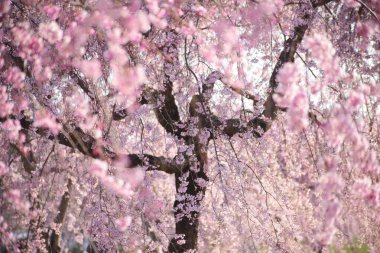 Bahçedeki güzel sakura çiçekleri