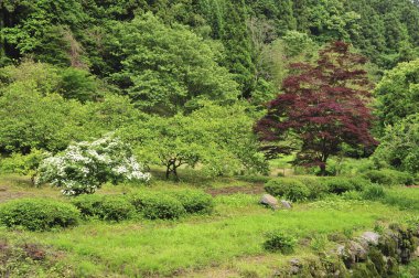 Bahçede güzel bir ağaç görüntüsü