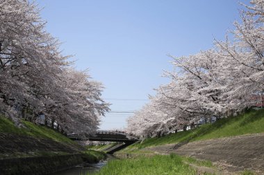 Japonya 'da kiraz çiçekleri 