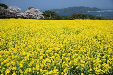 Güzel sarı kolza tohumu manzarası