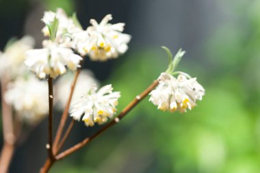 Güzel çiçekler, yakın görüş, doğa konsepti.