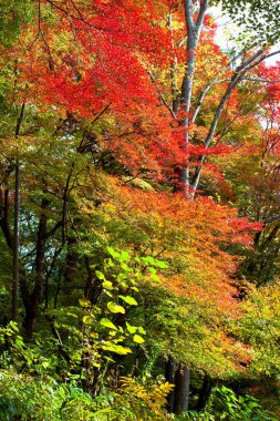 Kırmızı akçaağaçlı güzel sonbahar arkaplanı