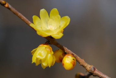 Güzel çiçekler, yakın görüş, doğa konsepti.