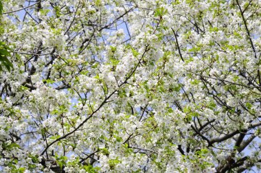 Bahar parkındaki ağaçta kiraz çiçeği 