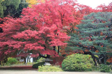 Japonya'da sonbahar renkleri