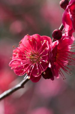 Bahçedeki güzel pembe çiçekler