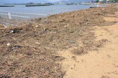 Kuru kumlu sahil, su kenarında dağınık ağaç dalları ve molozlarla kaplıydı.