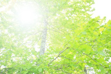 Yaz parkında gündüz vakti yeşil bitkiler ve ağaçlar 