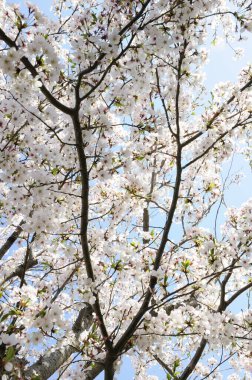 Bahar parkındaki ağaçta kiraz çiçeği 