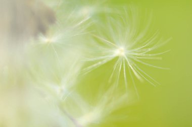 Bahçedeki karahindiba manzarasını kapat. 