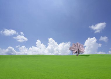 Yeşil Alan ve Ağaç