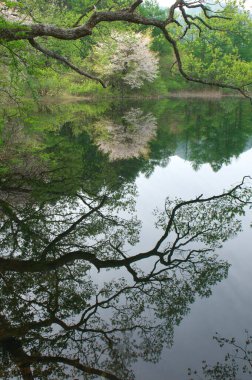beautiful lake with reflection