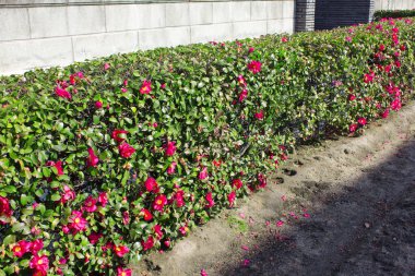 Açık havada çiçeklerle güzel botanik çekimleri. 
