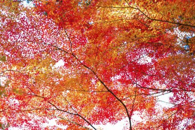 Sonbahar yaprakları, sonbahar bitkileri