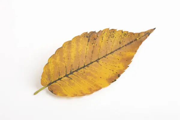 白い背景の秋の葉の上のビュー — ストック写真