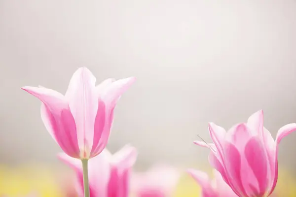 Hermosos Tulipanes Primavera Parque — Foto de Stock