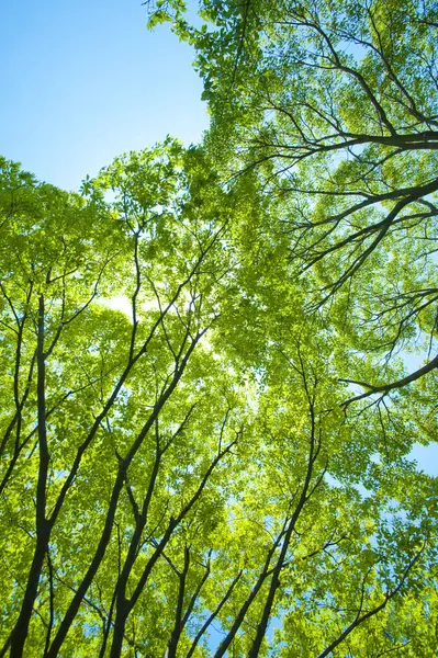 Grüne Bäume Sonnenlicht Blauer Himmel Hintergrund — Stockfoto