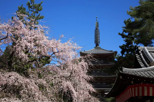 Třešňové Květy Japonsku — Stock fotografie