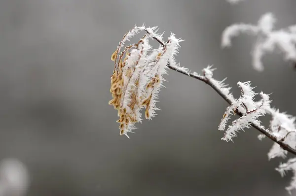 Las Plantas Congeladas Invierno —  Fotos de Stock