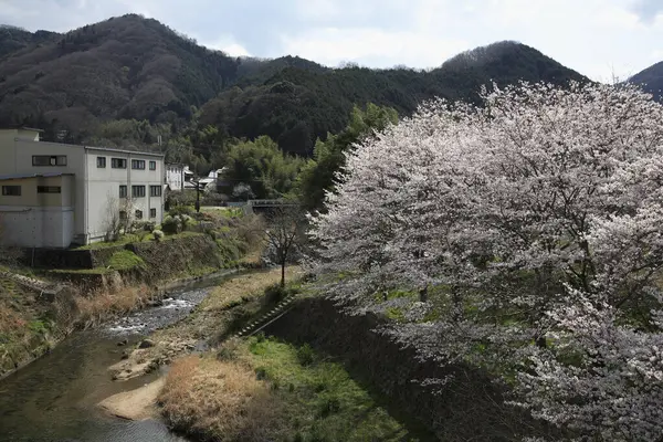 Japonya Kiraz Çiçekleri — Stok fotoğraf