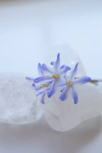 Schöne Blumen Nahsicht Naturkonzept — Stockfoto