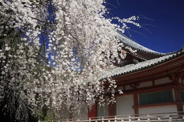 Kirschblüten Japan — Stockfoto