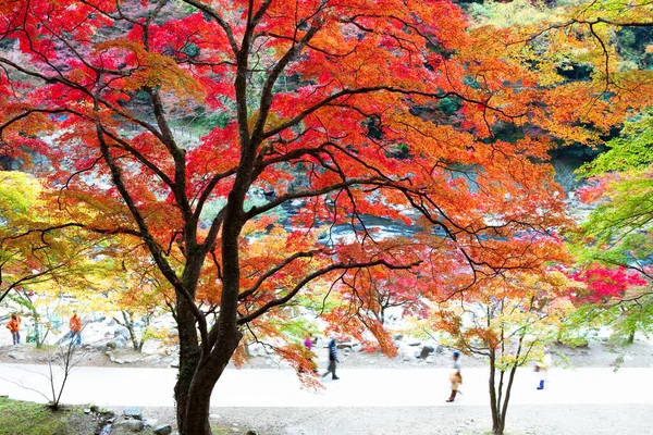 colorful autumn in japan. beautiful maple trees at the shrine in tokyo.