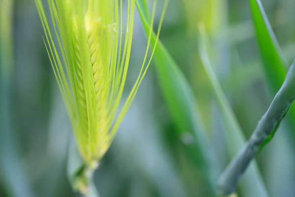 Grünes Gras Garten — Stockfoto