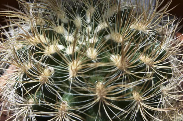 Close View Cactus — Stock Photo, Image