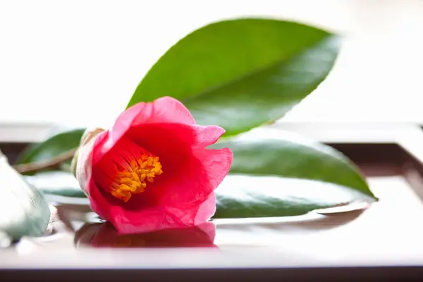 テーブルの上のトレイの上に近い花 — ストック写真