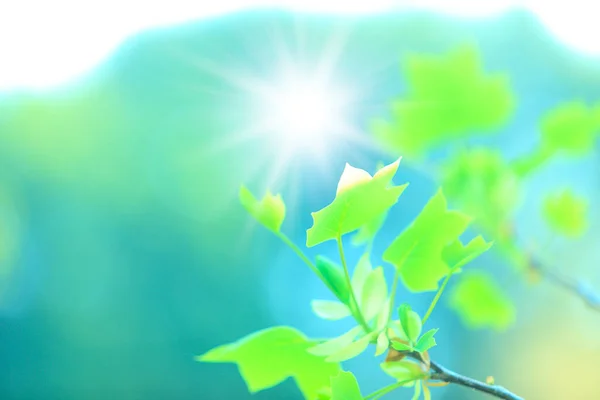Jarní Pozadí Krásné Zelené Jarní Listy Stromě — Stock fotografie