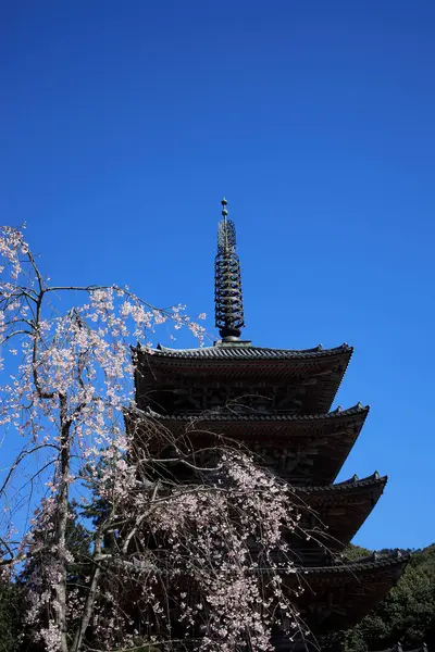 Třešňové Květy Japonsku — Stock fotografie