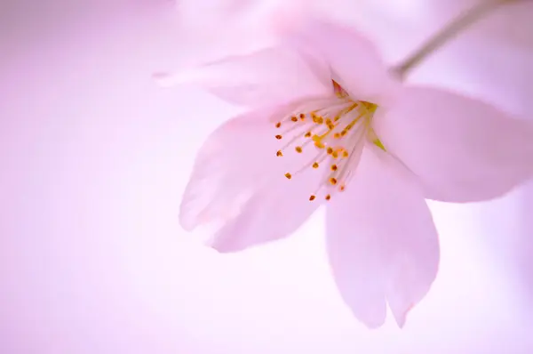 Gyönyörű Rózsaszín Virág Közelről — Stock Fotó